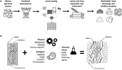 A Review of Pretreatment Methods to Improve Agri-Food Waste Bioconversion by Black Soldier Fly Larvae